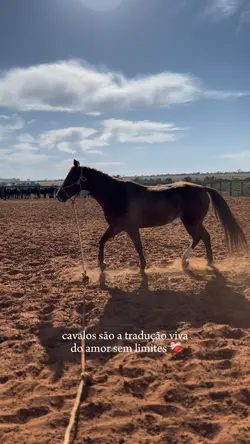 Minha voz minha luz