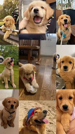 Dog best friend