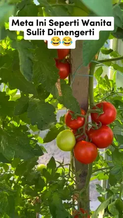 Konten Facebok Reels