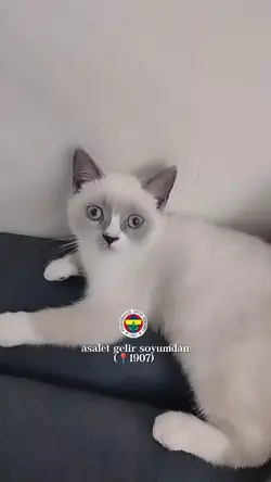 asalet gelir soyumdn