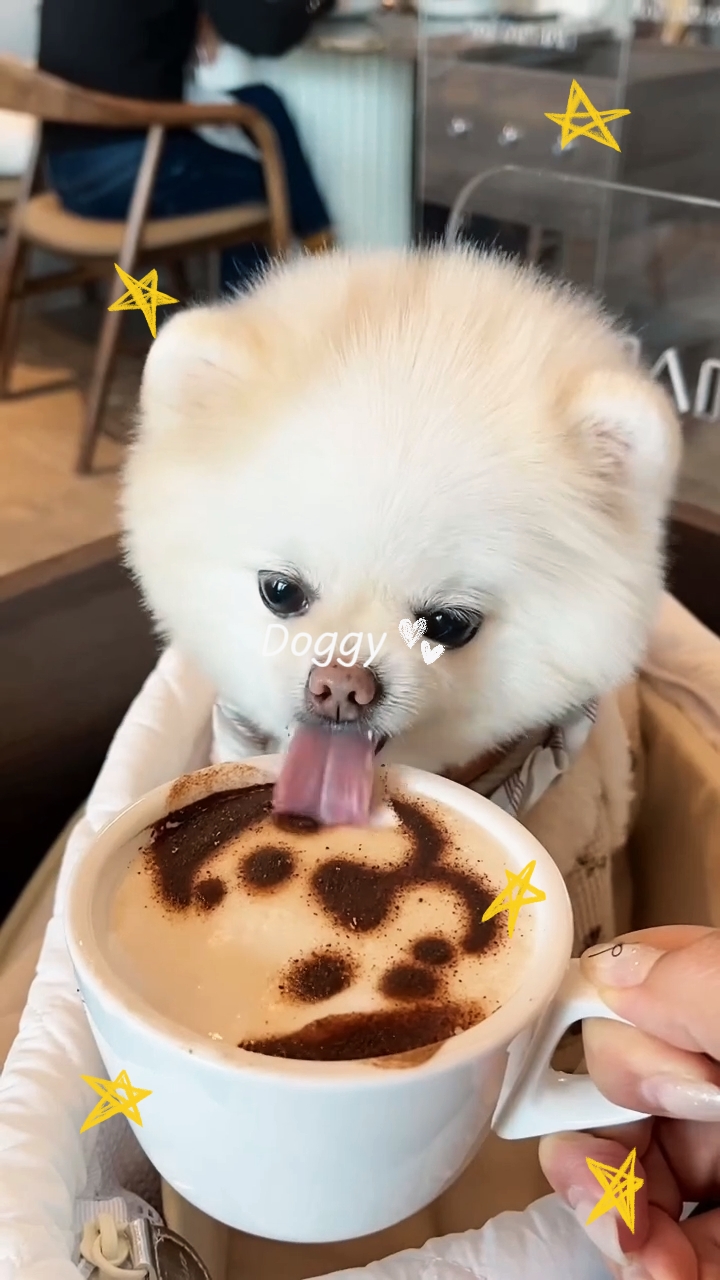 brithday doggy