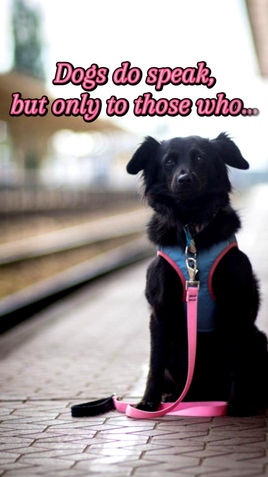 Hunde sprechen