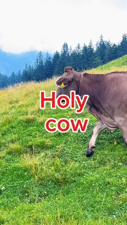 Holy cow