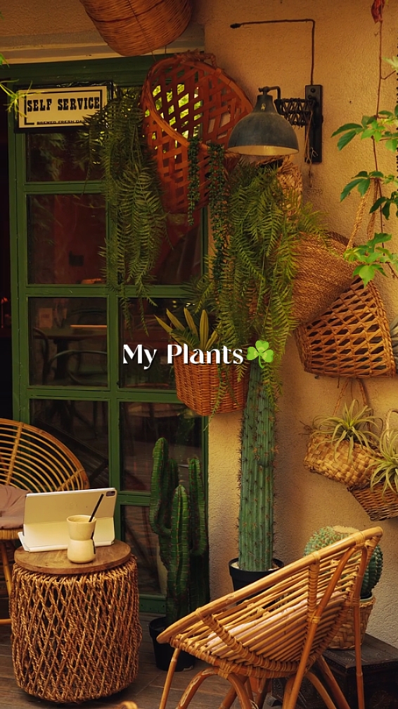 Mis Plantas 