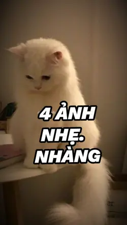 mẫu 4 ảnh nhẹ nhàng