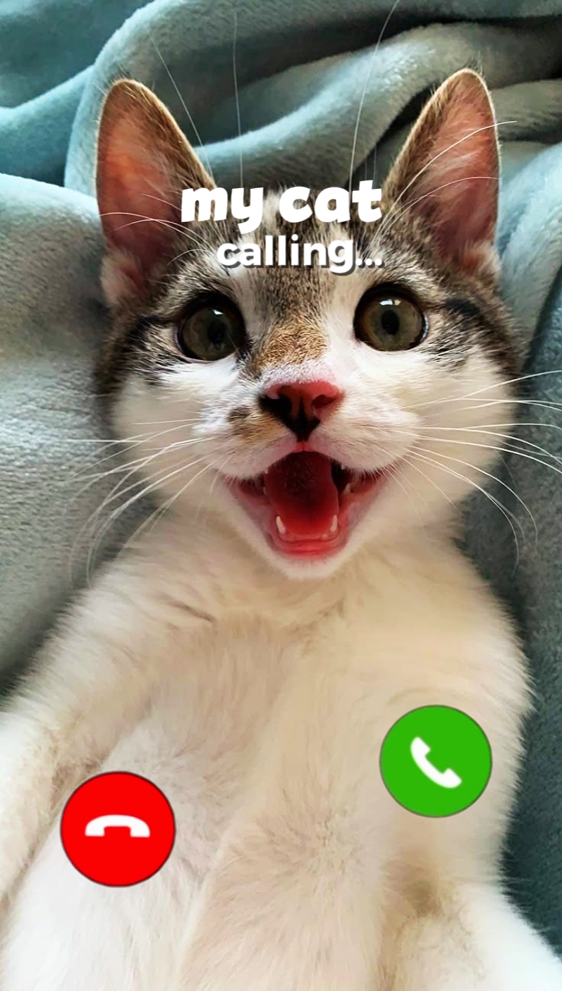 kucing saya menelepon