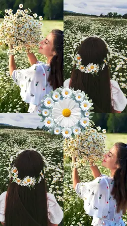 Papatya Aşkı