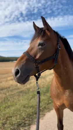 Horse girllll