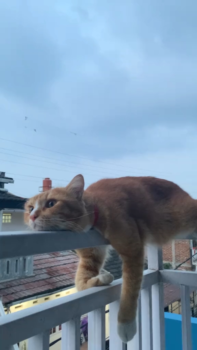 Kucing Santai