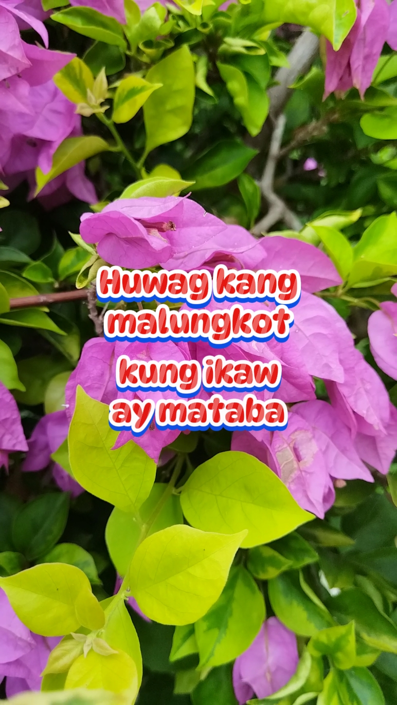 Wag kang malungkot