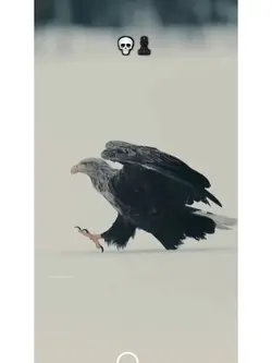 Attitude video