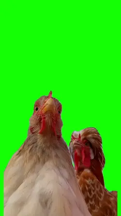 Gallinas Dance