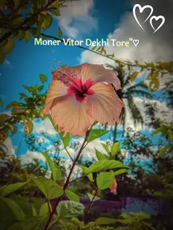 ᴍᴏɴᴇʀ ᴠɪᴛᴏʀ ᴅᴇᴋʜɪ 