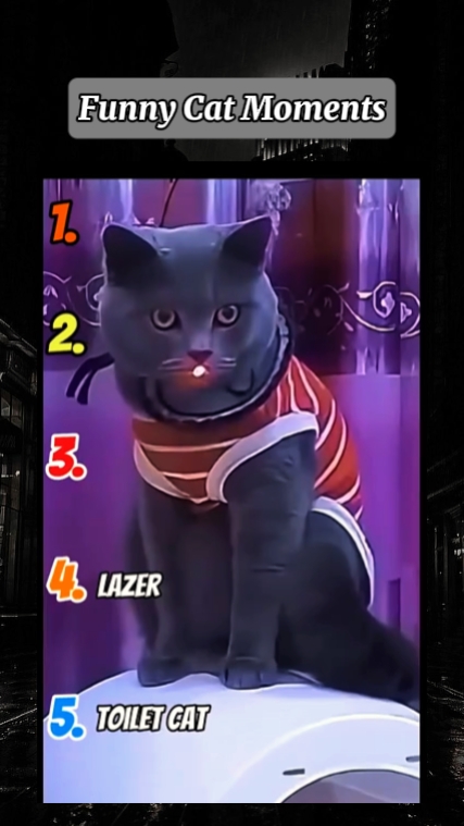 Momentos Divertidos Del Gato
