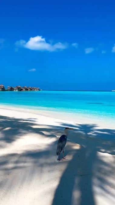 belle plage 