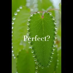 Perfect
