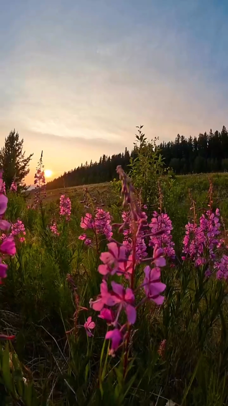 2 videos