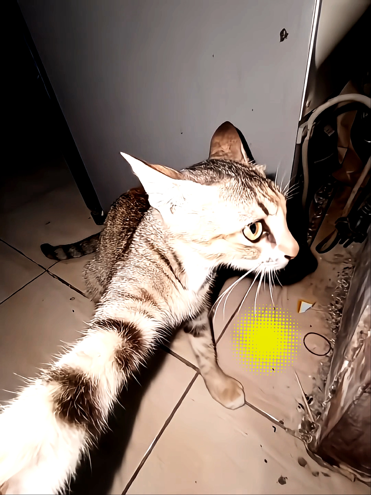 foto siaran langsung + stiker