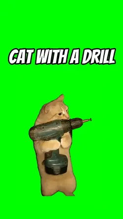 Cat with a dril
