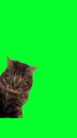 shocked cat reaction