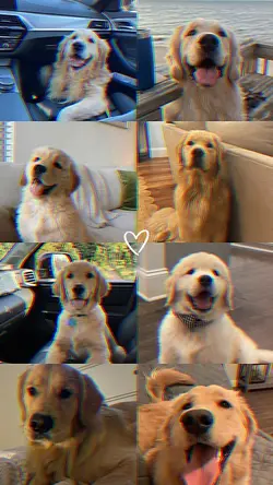 Pet Love