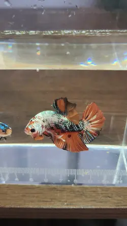 koi Copper Giant PK