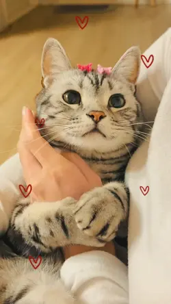My pets