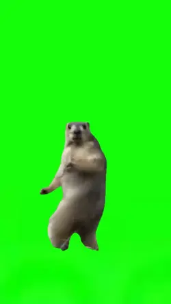 Dancing Squirrel