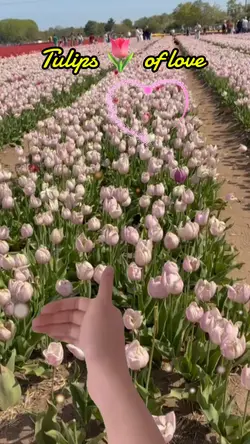 TULIPS OF LOVE 