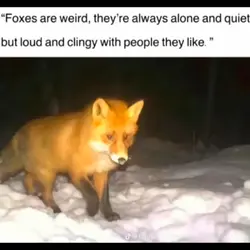 “Foxes are weird”