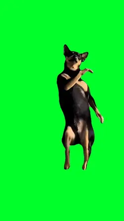 Dancing chihuahua