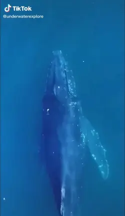 ocean