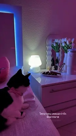 🐈🧸