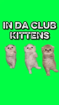 IN DA CLUB KITTENS