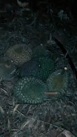 Durian 