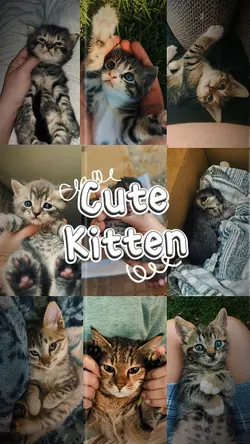 Cute Kitten