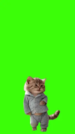Gato.