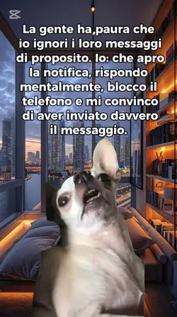 dog scock