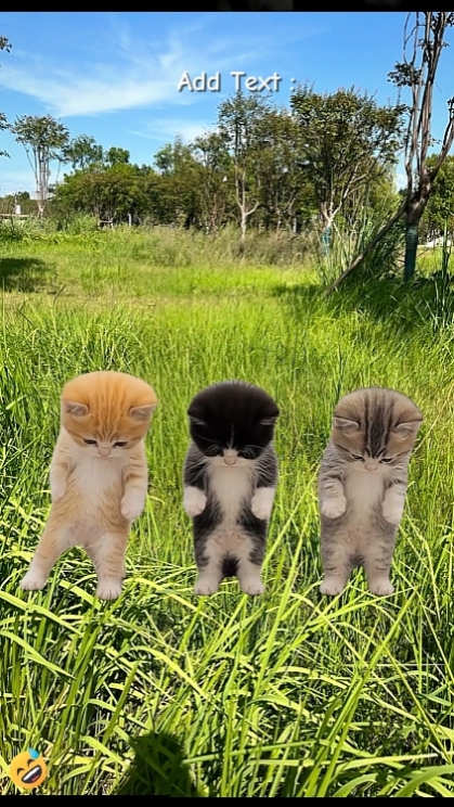 Komik dans eden kedi 