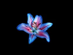 Lιᥣιᥱ᥉..