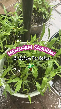Minivlog Berkebun
