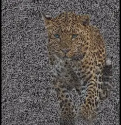 Leopard Walk Transit