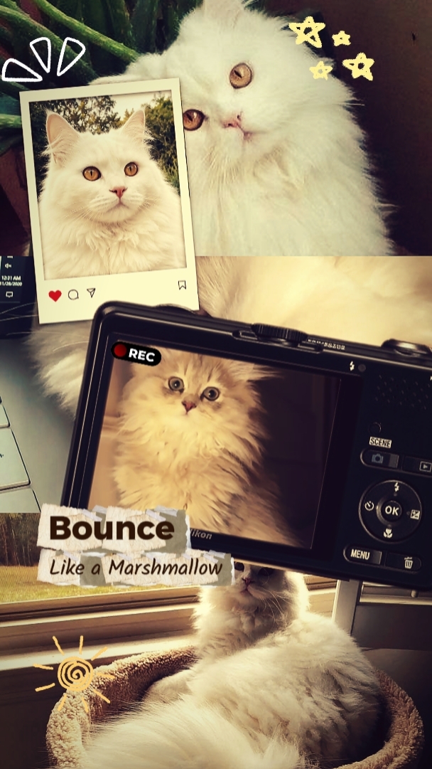 My lovely Cat