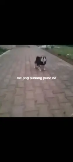 Dog barking at gate