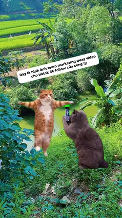 Mẫu 2 con mèo nhảy