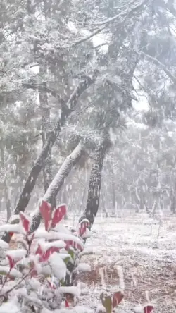 Snow in Kashmir 