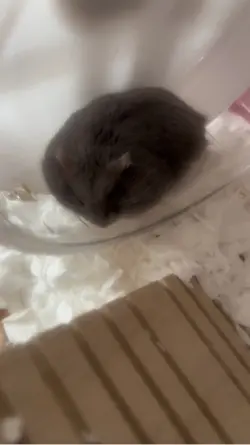 ハムスターの日常