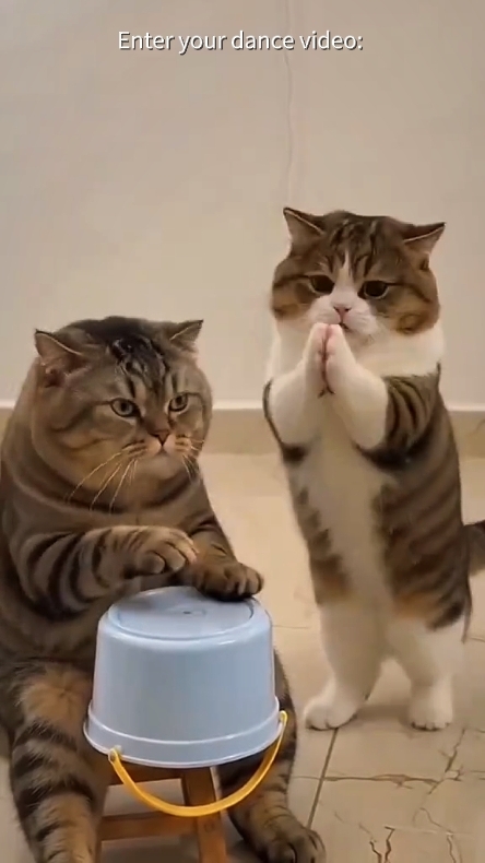 Your Dance Video 