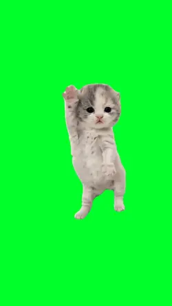 Rakuten point kitten