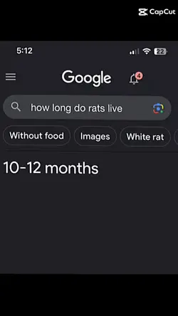 rat meme